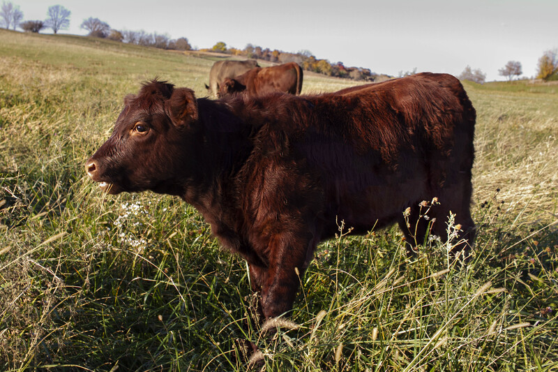 IMG_1653 11x165_3.jpg