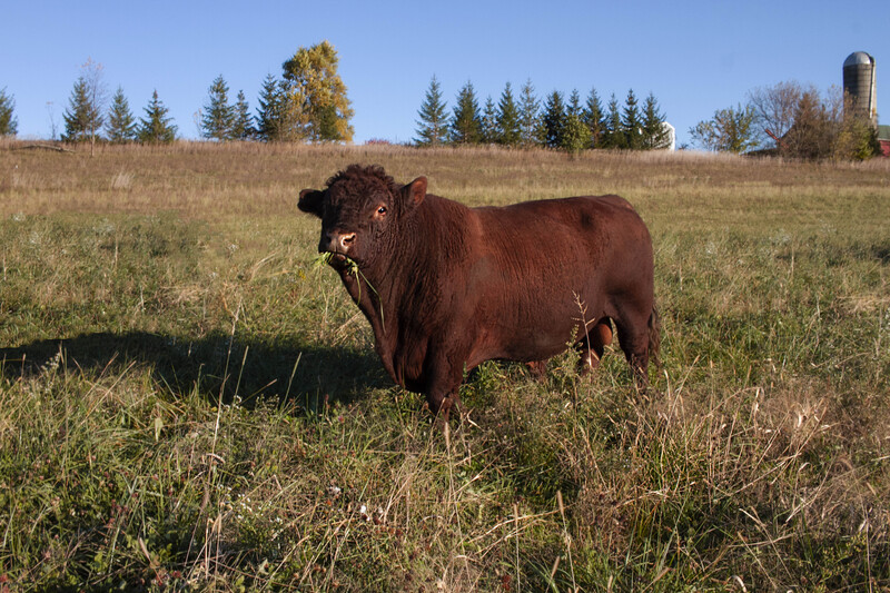 IMG_1661 11x165_2.jpg