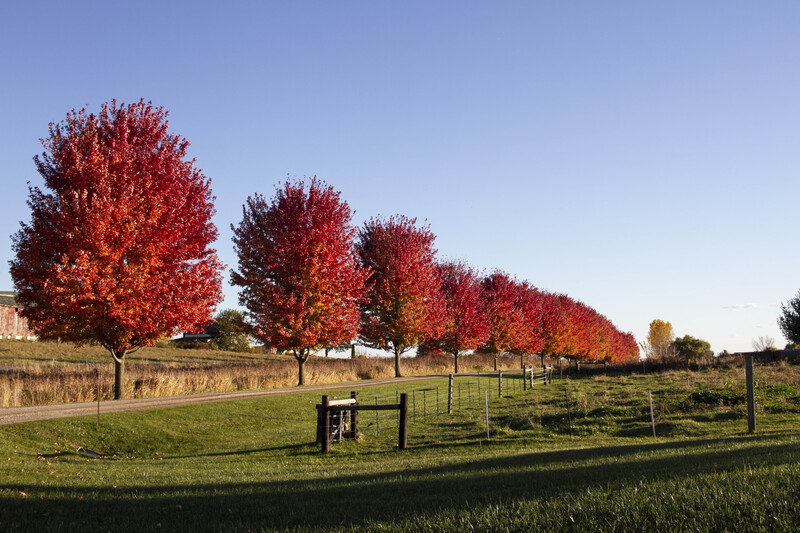 IMG_1702 11x165(1).jpg