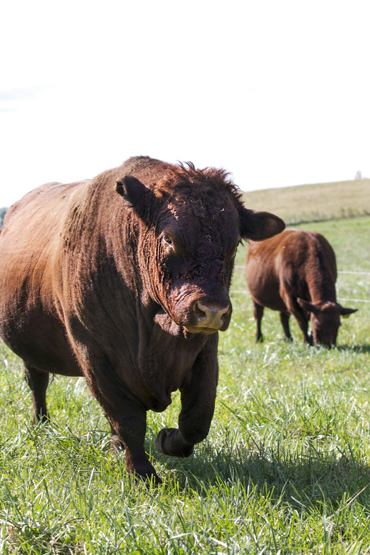 IMG_9384 11x165_2.jpg