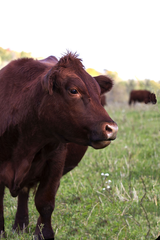 IMG_9504 11x165_2.jpg