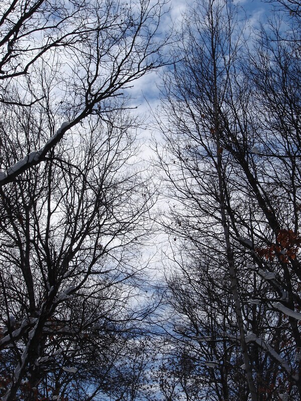 sky and trees.jpg