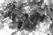 The Vine bw_(1).jpg