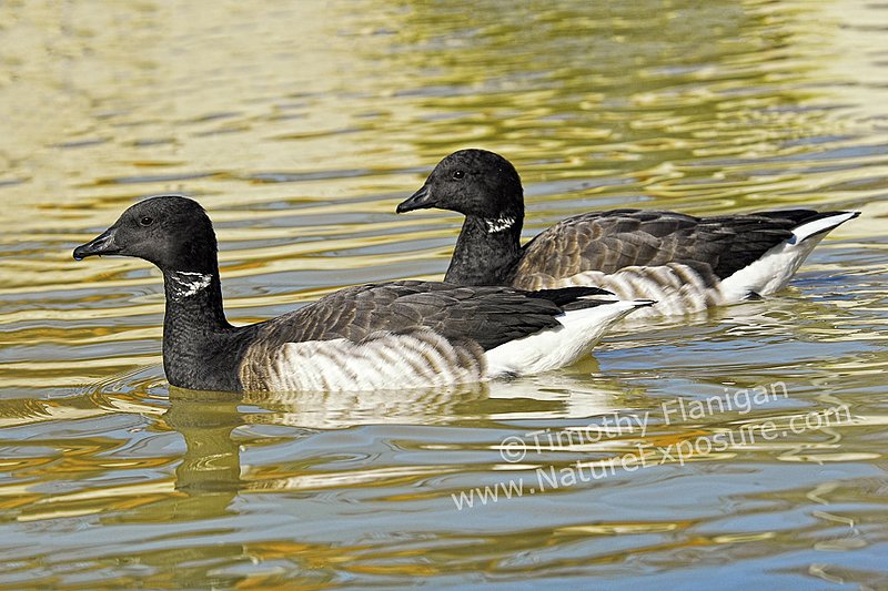 Brant - A Couple of Brant Ducks - WAT-0023.jpg :: A Couple of Brant Ducks - photo by Timothy Flanigan at Nature Exposure