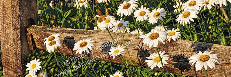 Fence With Daises  - FLO-0015 - Odd Size - Canvas Only - Contact for price.jpg :: Fence With Daises -  photo by Timothy Flanigan at Nature Exposure