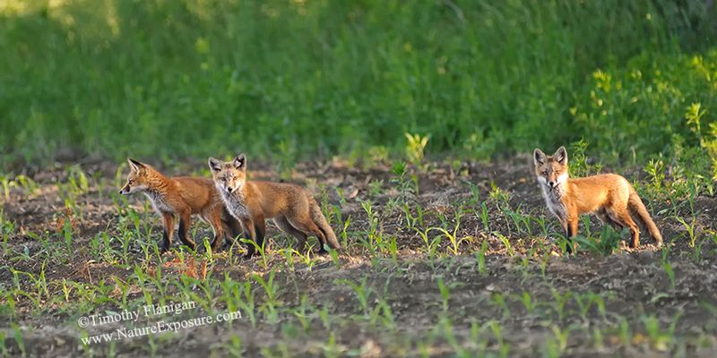 Fox - Three Fox Afield - MAM-A-0053 - Odd Size - Canvas Only - Contact for price.jpg :: Three Fox Afield - Photo Timothy Flanigan at Nature Exposure