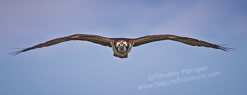 Incoming Osprey - RAPOS-0018 - Odd Size - Canvas Only - Contact for price.jpg :: Incoming Osprey - photo by Timothy Flanigan at Nature Exposure