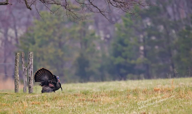 Long Field Crossing Gobbler - TUR-0054 - Odd Size - Canvas Only - Contact for price.jpg :: Long Field Crossing Gobbler - Photo Timothy Flanigan at Nature Exposure