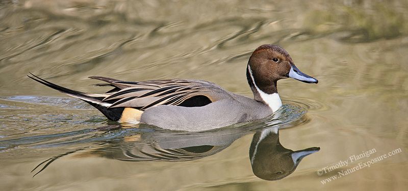 Pintail - Dapper Drake Pintail - WAT-0076.jpg :: Dapper Drake Pintail - Photo Timothy Flanigan - Odd Size - Canvas Only - Contact for price