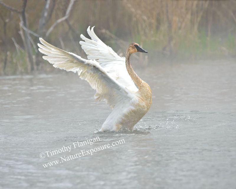 Swan - Trumpeter Swan Ovation - WAT-0056.jpg :: Trumpeter Swan Ovation - Photo by Timothy Flanigan at Nature Exposure