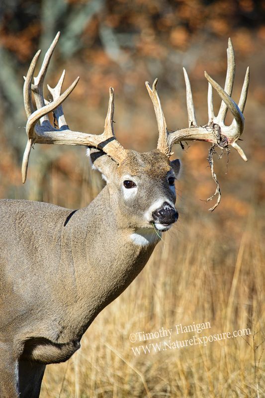 Whitetail Deer - A Blade of Grass Shedder - WBSV-0051.jpg :: A Blade of Grass Shedder -  photo Timothy Flanigan at Nature Exposure