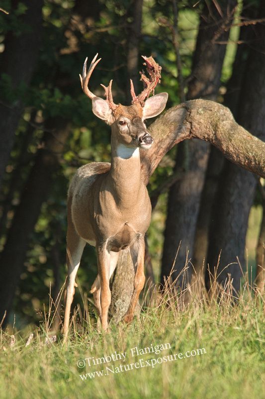 Whitetail Deer - A Humped Tree Shedder - WBSV-0050.jpg :: A Humped Tree Shedder - photo Timothy Flanigan at Nature Exposure