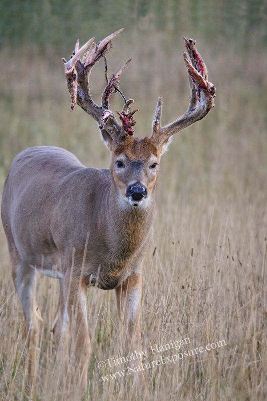 Whitetail Deer - Against the Grasses Shedder - WBSV-0049.jpg :: Against the Grasses Shedder -  photo Timothy Flanigan at Nature Exposure