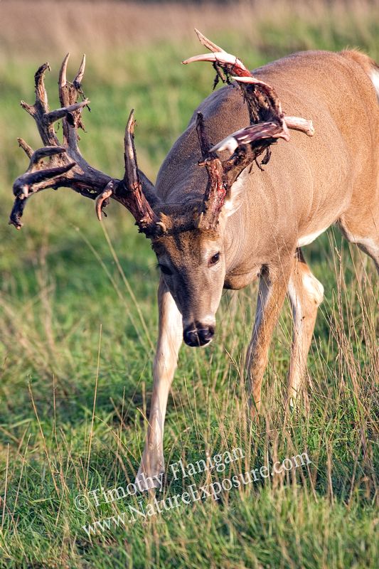Whitetail Deer - Almost Gone Velvet - WBSV-0017.jpg :: Almost Gone Velvet - photo Timothy Flanigan at Nature Exposure