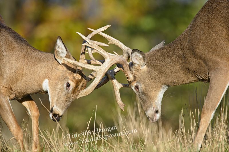 Whitetail Deer - Antler Tangle - WHI-0031.jpg :: Antler Tangle - photo Timothy Flanigan at Nature Exposure