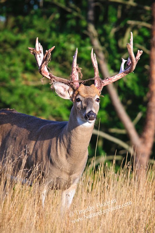Whitetail Deer - Basketweave Shedder - WBSV-0053.jpg :: Basketweave Shedder - photo Timothy Flanigan at Nature Exposure