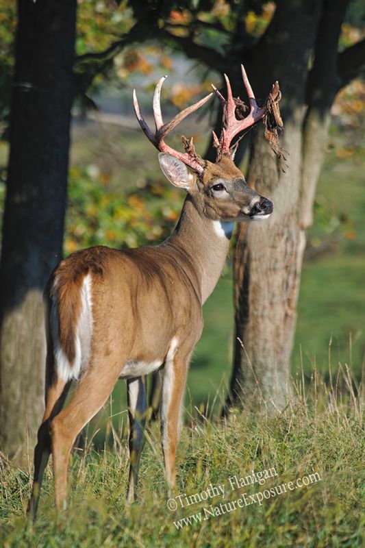 Whitetail Deer - Between Tree Shedder - WBSV-0061.jpg :: Between Tree Shedder - photo Timothy Flanigan at Nature Exposure