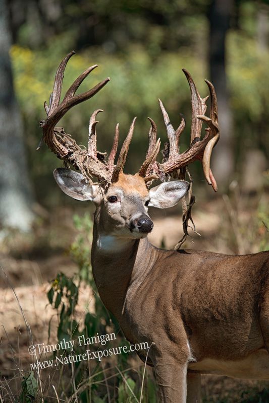 Whitetail Deer - Big Buck Shed - WBSV - 0041.jpg :: Big Buck Shed - photo Timothy Flanigan at Nature Exposure
