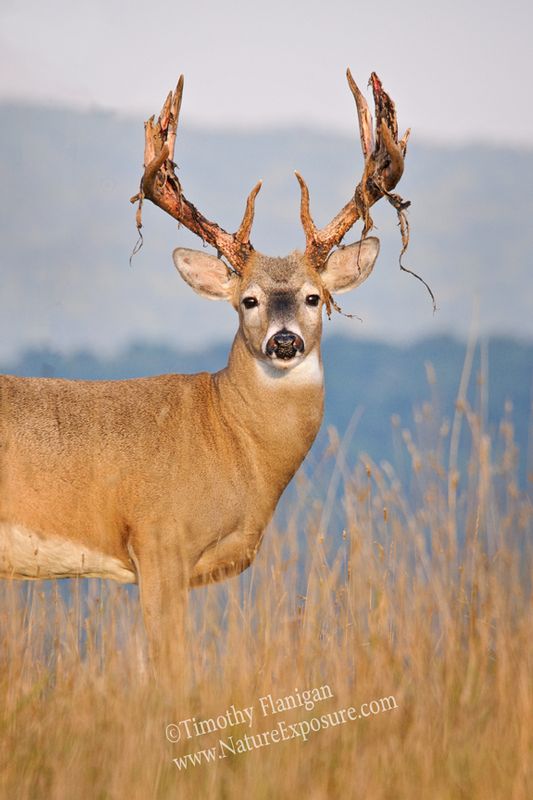 Whitetail Deer - Breeze Swinging Velvet - WBSV-0063.jpg :: Breeze Swinging Velvet - photo Timothy Flanigan at Nature Exposure