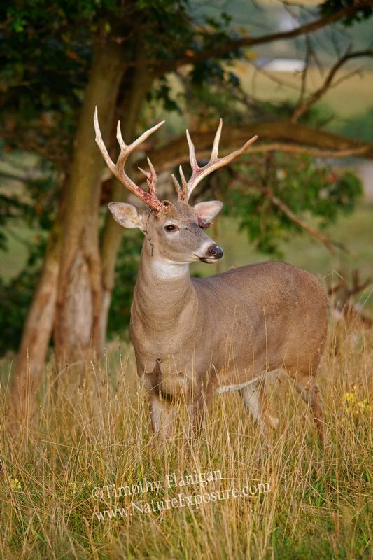 Whitetail Deer - Buck Shedder - WBSV-0036.jpg :: Buck Shedder - photo Timothy Flanigan at Nature Exposure