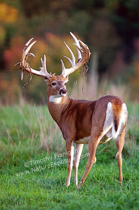 Whitetail Deer - Buck Shedding Velvet - WBSV-0011.jpg :: Buck Shedding Velvet - photo by Timothy Flanigan at Nature Exposure