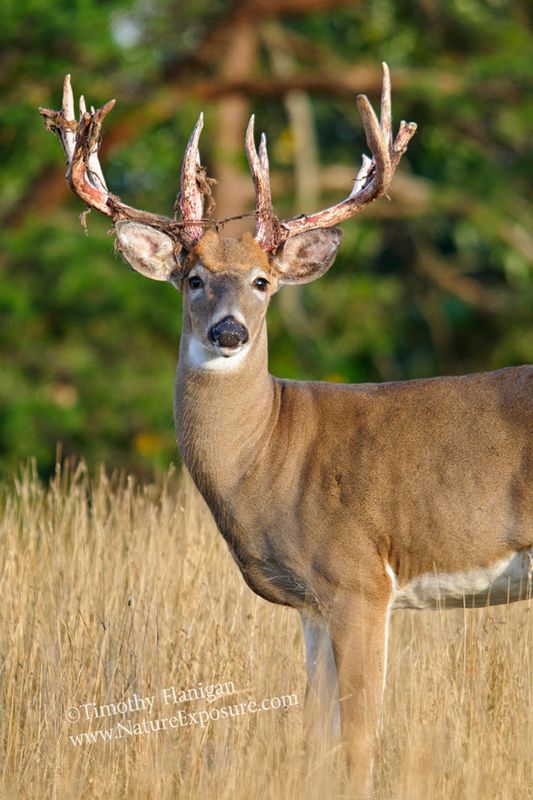 Whitetail Deer - Bucks Basketweave Shed - WBSV-0054.jpg :: Buck's Backetweave Shed - photo Timothy Flanigan at Nature Exposure