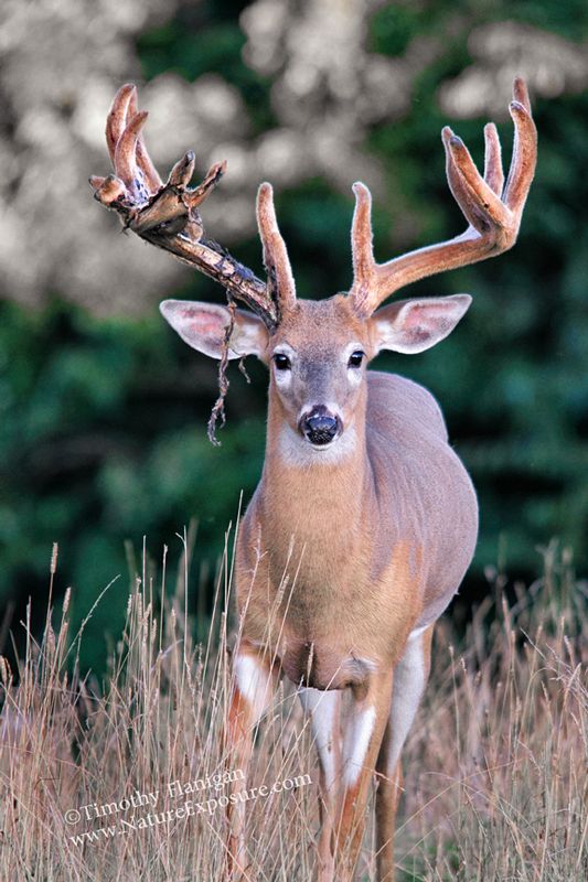 Whitetail Deer - Busting Velvet - WBSV-0070.jpg :: Busting Velvet - photo Timothy Flanigan at Nature Exposure