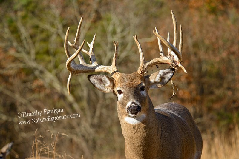 Whitetail Deer - Double Split Shedder - WBSV-0075.jpg :: Double Split Shedder - photo Timothy Flanigan at Nature Exposure