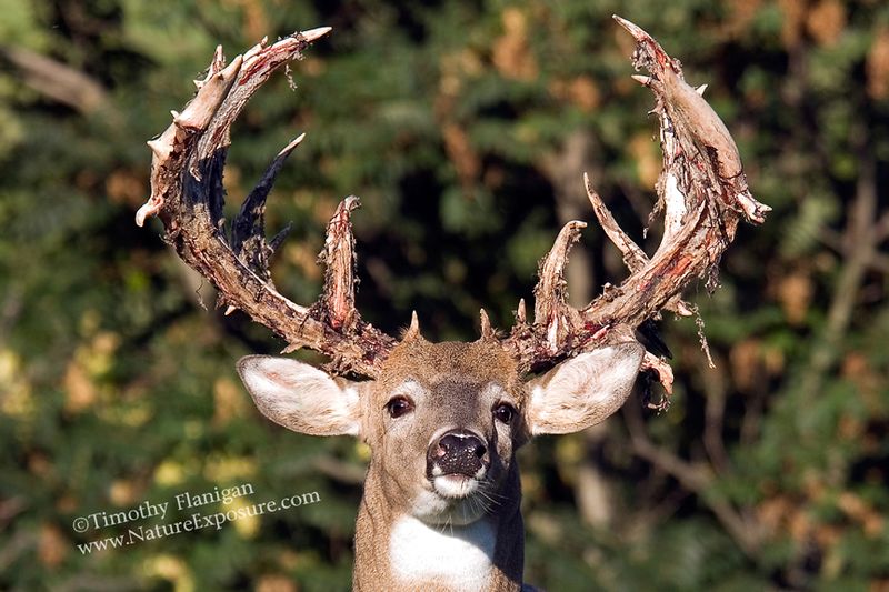 Whitetail Deer - Drying Rack Velvet Close Up -WBSV-0069.jpg :: Drying Rack Velvet Close Up - photo Timothy Flanigan at Nature Exposure