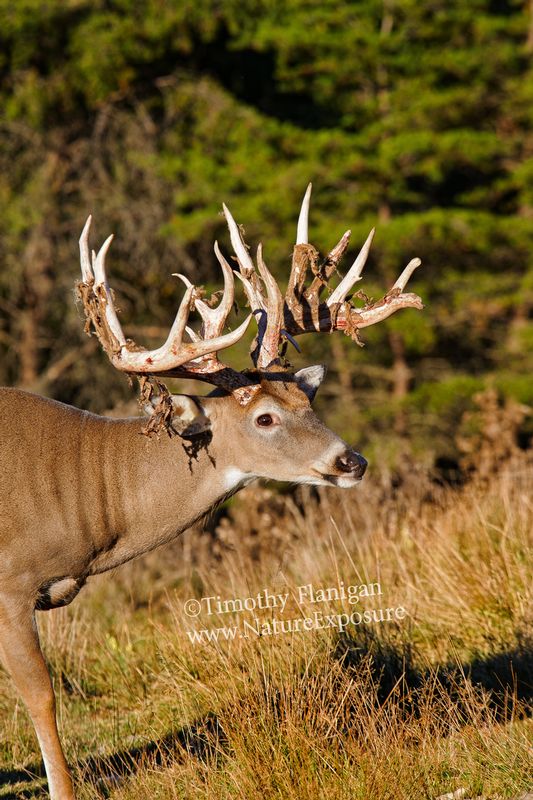 Whitetail Deer - Drying Velvet - WBSV-0019.jpg :: Drying Velvet - photo Timothy Flanigan at Nature Exposure