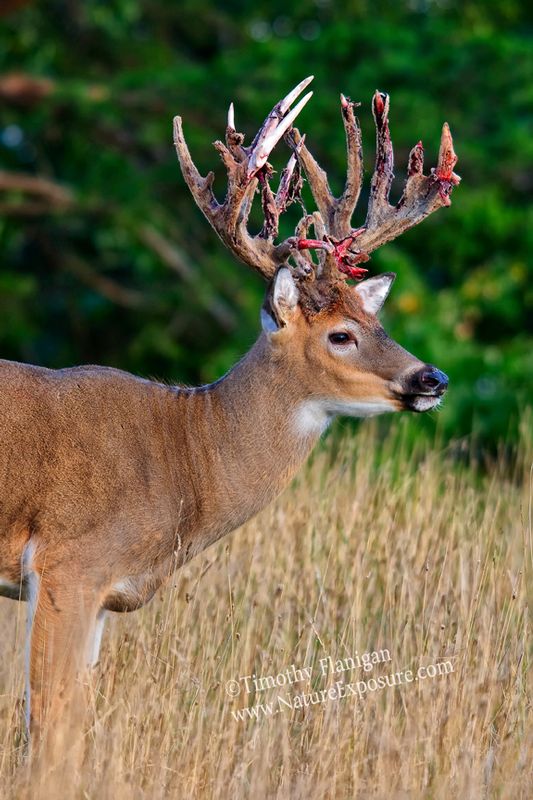 Whitetail Deer - Drying Velvet Profile Canopy - WBSV-0079.jpg :: Drying Velvet Profile Canopy - photo Timothy Flanigan at Nature Exposure