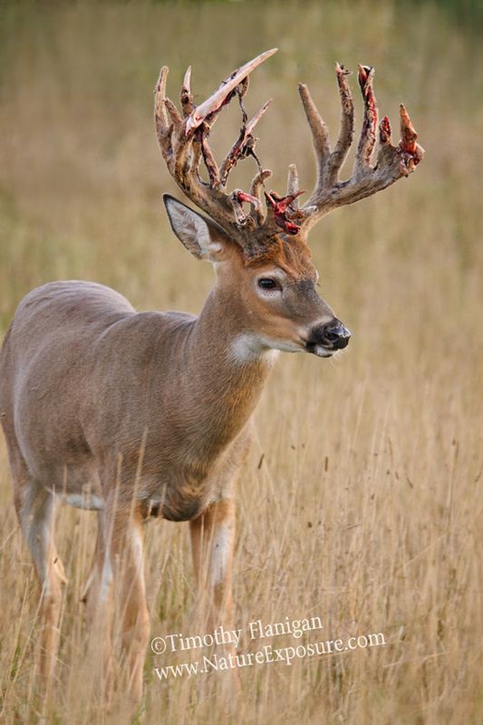 Whitetail Deer - Emerging Antlers - WBSV-0064.jpg :: Emerging Antlers - photo Timothy Flanigan at Nature Exposure