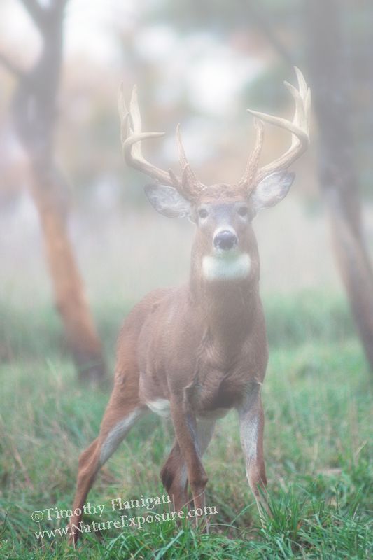 Whitetail Deer - Emerging from the Fog - WHI-0065.jpg :: Emerging from the Fog - photo Timothy Flanigan at Nature Exposure