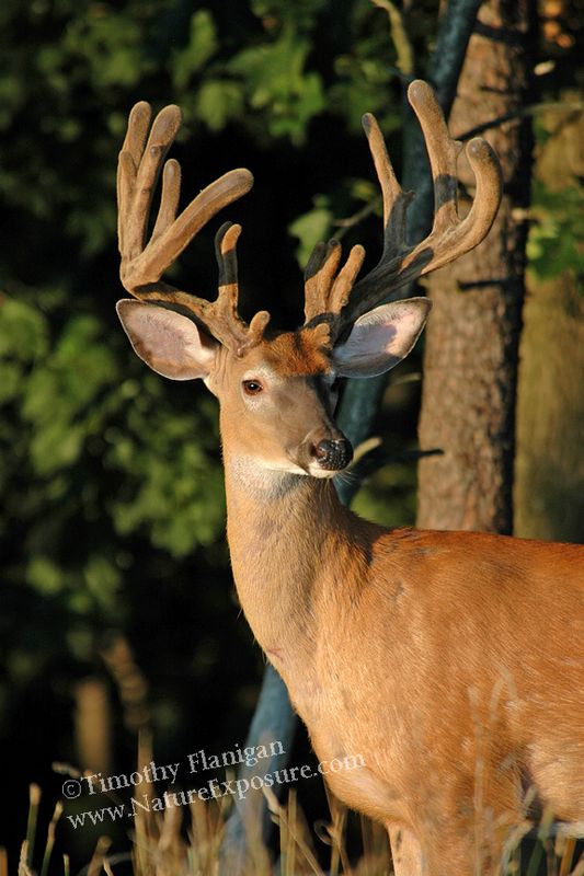 Whitetail Deer - Evening Light Velvet Buck - WBV-0028.jpg :: Evening Light Velvet Buck - photo Timothy Flanigan at Nature Exposure