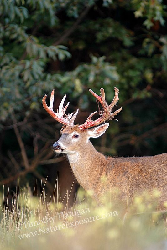 Whitetail Deer - Exposing Hard Antler - WBSV-0021.jpg :: Exposing Hard Antler - photo Timothy Flanigan at Nature Exposure