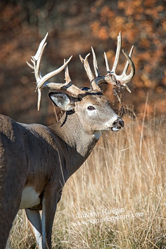 Whitetail Deer - Fork Tine Shedder - WBSV-0074.jpg :: Fork Tine Shedder - photo Timothy Flanigan at Nature Exposure