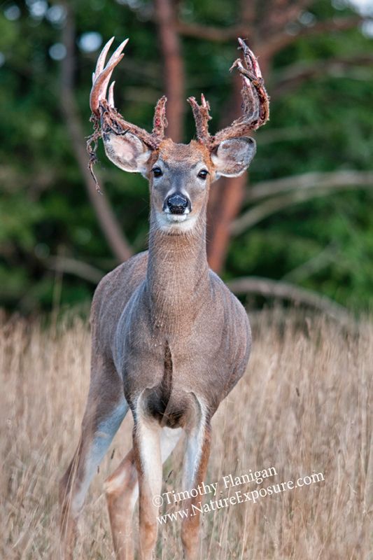 Whitetail Deer - Full On Shedder - WBSV-0067.jpg :: Full on Shedder - photo Timothy Flanigan at Nature Exposure