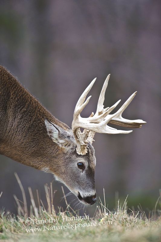 Whitetail Deer - Ground Nose Buck - WHI-0016.jpg :: Ground Nose Buck - photo Timothy Flanigan at Nature Exposure
