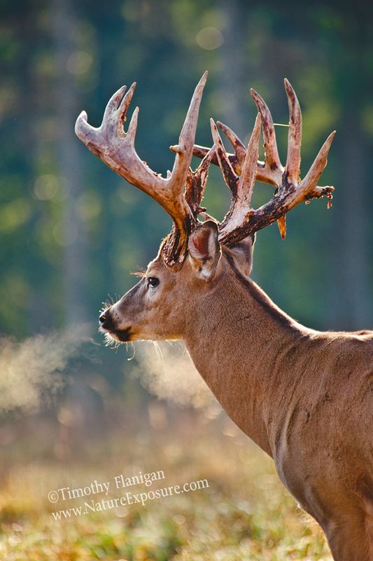 Whitetail Deer - Heavy Breathing Shedder - WBSV-0065.jpg :: Heavy Breathing Shedder - photo Timothy Flanigan at Nature Exposure
