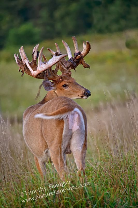 Whitetail Deer - Heavy Shed - WBSV-0040.jpg :: Heavy Shed - photo Timothy Flanigan at Nature Exposure