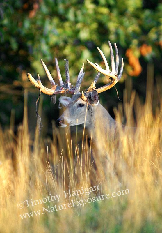 Whitetail Deer - Hiding Shedder - WBSV-0024.jpg :: Hiding Shedder - photo Timothy Flanigan at Nature Exposure
