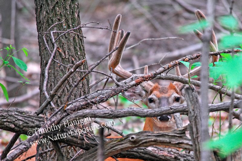 Whitetail Deer - Hiding Velvet Buck - WBV-0017.jpg :: Hiding Velvet Buck - photo Timothy Flanigan at Nature Exposure