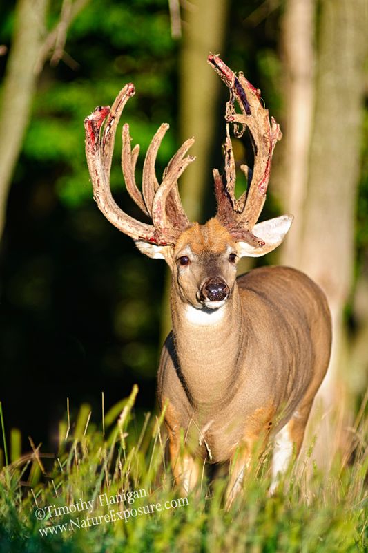 Whitetail Deer - High Rack Shed - WBSV-0059.jpg :: High Rack Shed - photo Timothy Flanigan at Nature Exposure