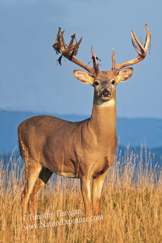 Whitetail Deer - High Ridge Shedder - WBSV-0044.jpg :: High Ridge Shedder - photo Timothy Flanigan at Nature Exposure