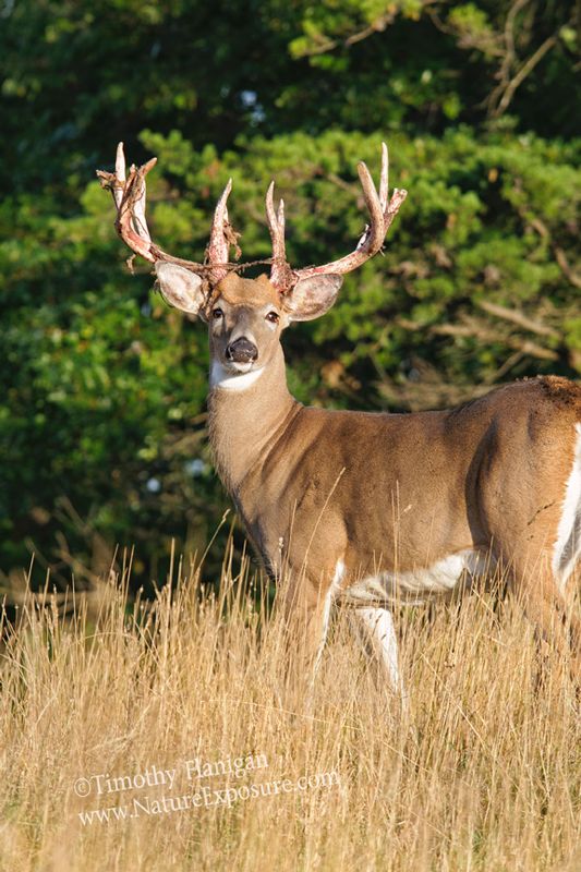 Whitetail Deer - High Tangled Shed - WBSV-0057.jpg :: High Tangled Shed - photo Timothy Flanigan at Nature Exposure