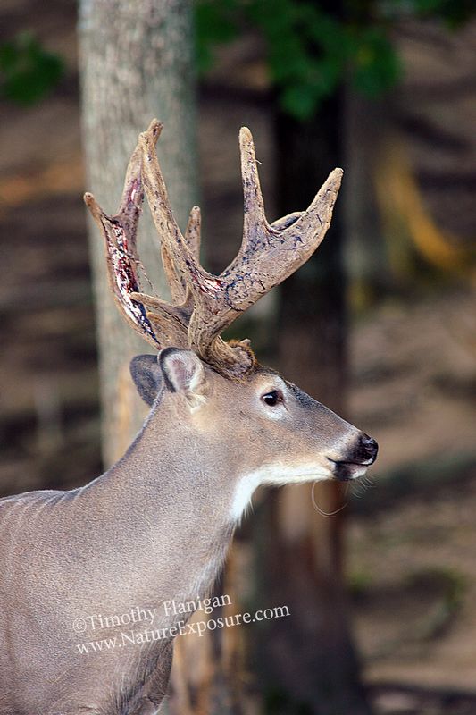 Whitetail Deer - Inside Split - WBSV-0028.jpg :: Inside Split - photo Timothy Flanigan at Nature Exposure