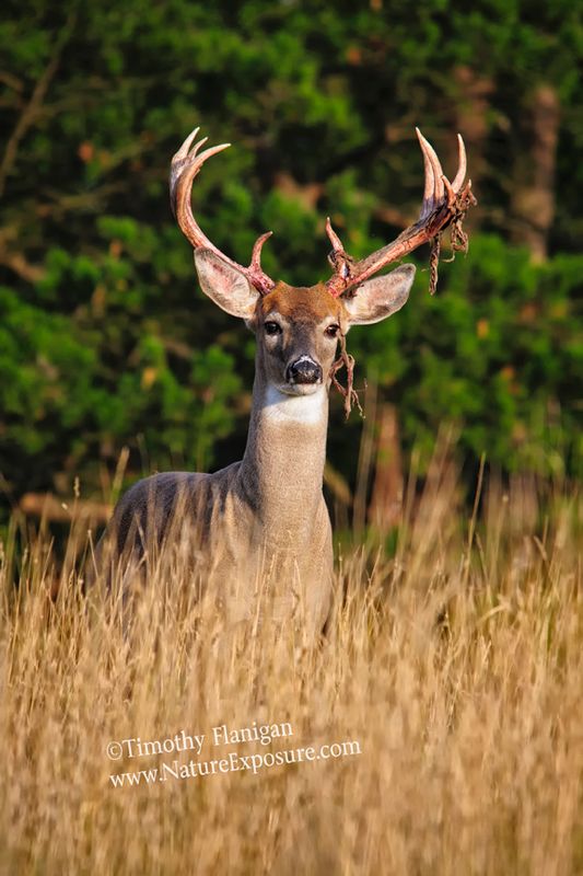 Whitetail Deer - Knotty Velvet Shedder - WBSV-0078.jpg :: Knotty Velvet Shedder - photo Timothy Flanigan at Nature Exposure