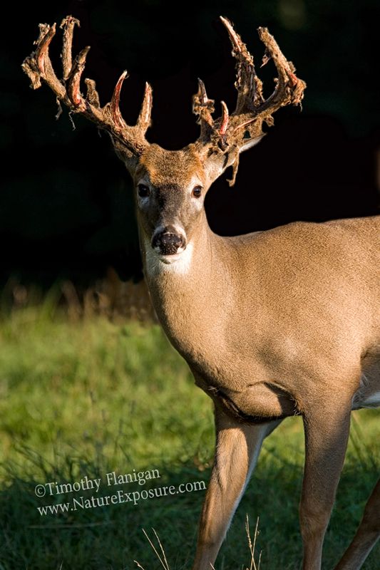 Whitetail Deer - Last Rays Shedder - WBSV-0052.jpg :: Last Rays Shedder - photo Timothy Flanigan at Nature Exposure