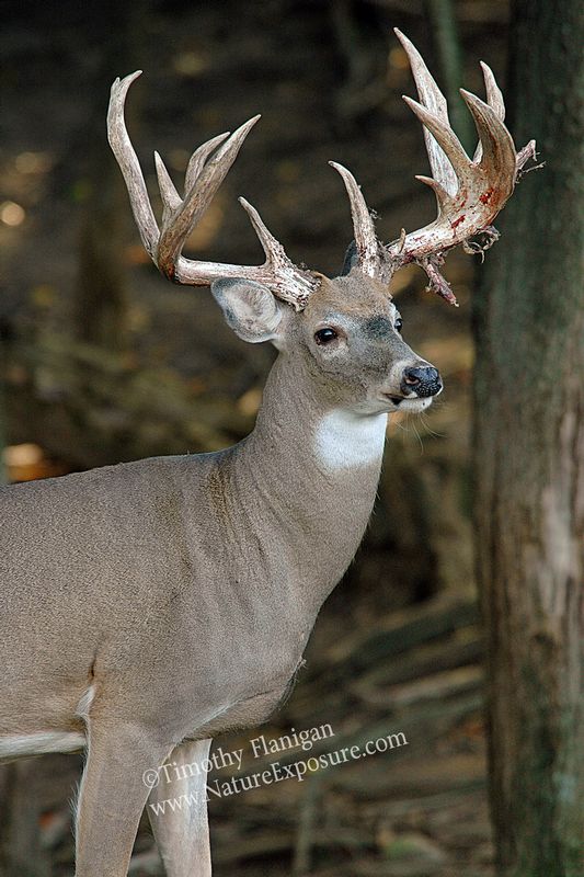 Whitetail Deer - Last Velvet - WBSV-0034.jpg :: Last Velvet - photo Timothy Flanigan at Nature Exposure