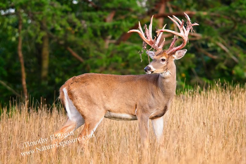Whitetail Deer - Looking Back Shedder - WBSV-0062.jpg :: Looking Back Shedder - photo Timothy Flanigan at Nature Exposure